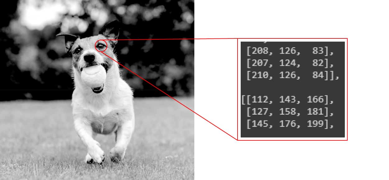 Image Recognition: How AI Identifies Faces and Objects